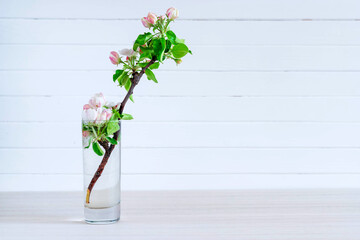 White blooming Apple tree branch in glass on light wooden background.