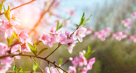 spring flowers.a tree of peach. Summer natural backdrop. Selective focus. Agricultural orchard garden. copyspace