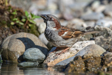 Haussperling (Passer domesticus) Männchen