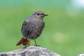 Hausrotschwanz (Phoenicurus ochruros) Weibchen