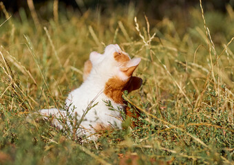 Kitten playing in the grass.