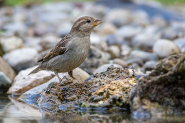 Haussperling (Passer domesticus) Weibchen