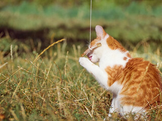 Kitten playing in the grass.