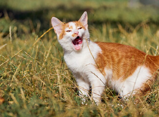 Kitten playing in the grass.