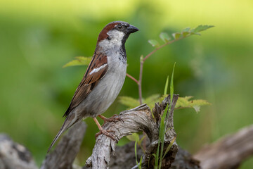 Haussperling (Passer domesticus) Männchen