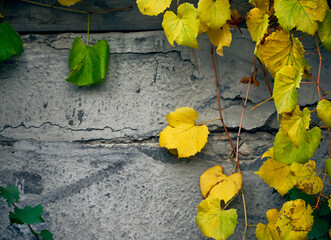 Branch of grapes with autumn yellow leaves on concrete wall.