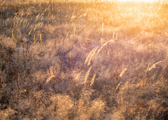 Dry yellow grass stalks field 
 sunset light selective focus blur