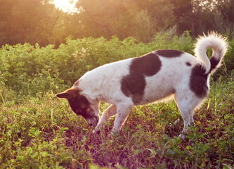 Rural dog in the garden.