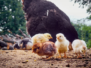 Chicken with chickens in the farmyard.