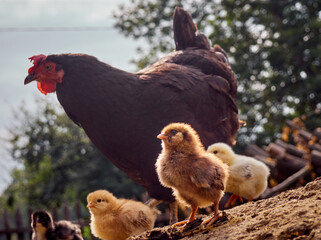 Chicken with chickens in the farmyard.