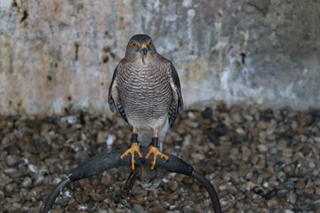 wild eagle bird