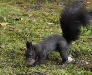 Fototapeta na wymiar squirrel in the park