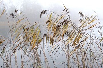 Rushes by lake on foggy autumn day