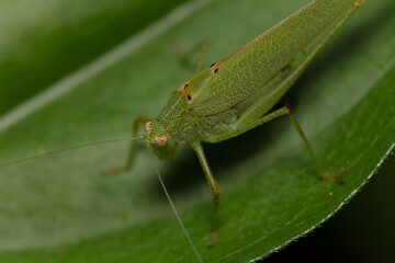 Fototapeta premium Saltamontes verde sobre hoja verde