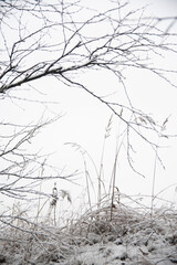 nature in winter. the grass in the fields is covered with snow. winter's tale