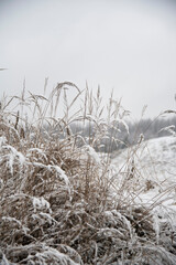 nature in winter. the grass in the fields is covered with snow. winter's tale