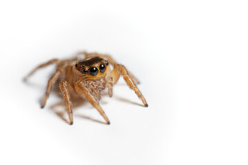 Araña saltarina