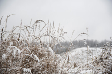 nature in winter. the grass in the fields is covered with snow. winter's tale