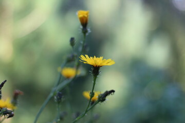 Bright yellow wildflowers on the background of a sunny forest on a summer day. Yellow fading flowers close up. Nostalgic landscape.