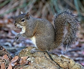 Naklejka na ściany i meble Full body up close shot of Ground squirrel posing for the camera.