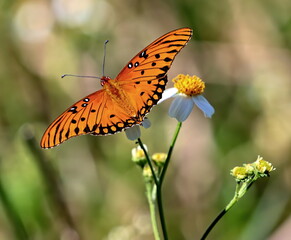 Obraz premium Close up of a Gulf fritillary butterfly perched upon a small flower for it's nectar.