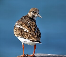 Up close Ruddy turnstone looking over it's wing with blue sky background. Arenaria interpres.