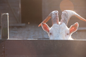 Cute goat with big horns. Livestock. Farming