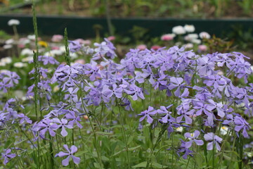 flowers in the garden
