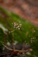 Ice spot