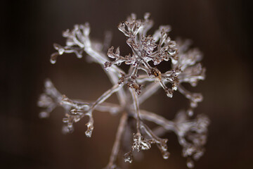 Icey flower