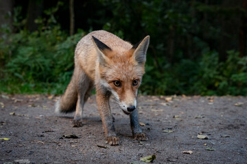 Curious fox
