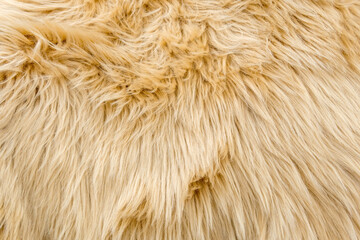 yellow wool texture background. Natural fluffy fur sheep wool skin texture. close-up macro, for background and wallpaper