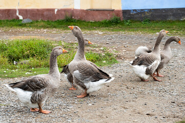 A group of geese on the main road in Viscri. The geese graze freely on the roads in the village.