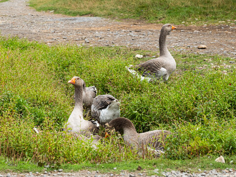 A group of geese on the side of the road in Viscri, in a ditch with water full of greenery. Goose family. Traditional Romania in the Transylvanian village of Viscri.