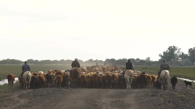 Gauchos on horseback and cattle walking, in slow motion, in the field next to a stream. leading the cattle to the stable.
