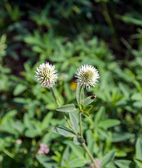 Flowers clover mountain closeup on green background