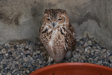 wild owl background