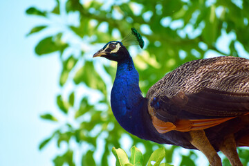 Peafowl is a common name for three species of birds
