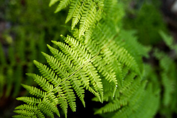 Fern