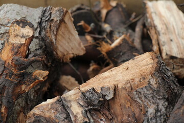 tree trunk with a log