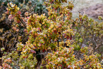autumn leaves on a tree