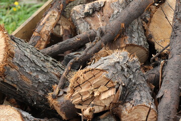 firewood in the woods