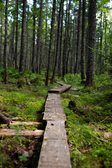 Wooden path