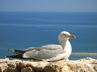 European herring gull (Larus argentatus), Denia, Spain