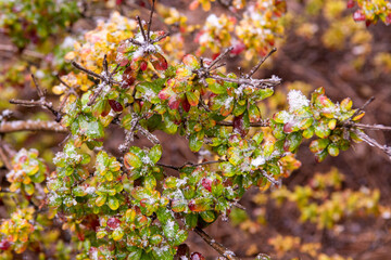 autumn leaves on a tree