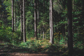 Wald vor lauter Bäumen