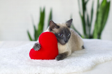 Serious Cat with soft plush heart toy. Love, Valentine day, pets friendly and care concept. Selective focus