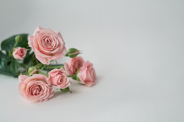 Bunch of pale pink rose flowers on white background