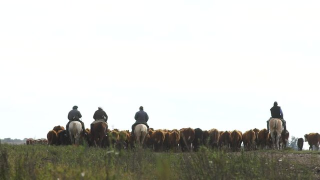 Cowboys herding cattle to the barn through the middle of the field. Buenos Aires. Argentina.