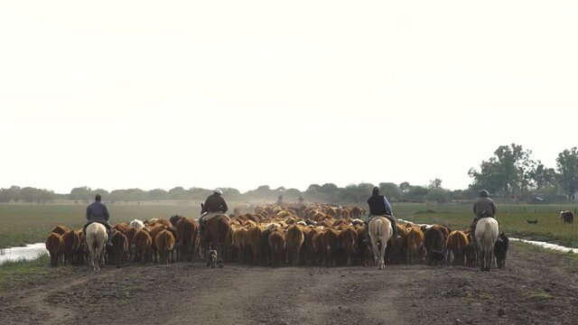 Cowboys herding cattle to the barn through the middle of the field. Buenos Aires. Argentina.